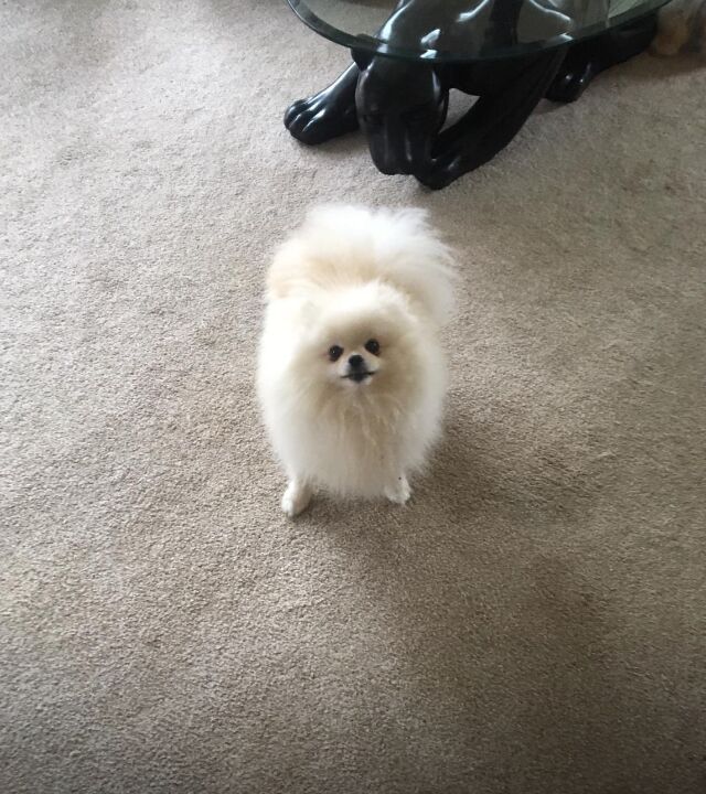 Boss standing on the carpet