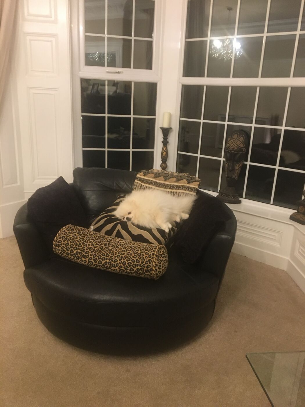 Boss relaxing on cushions in a round chair