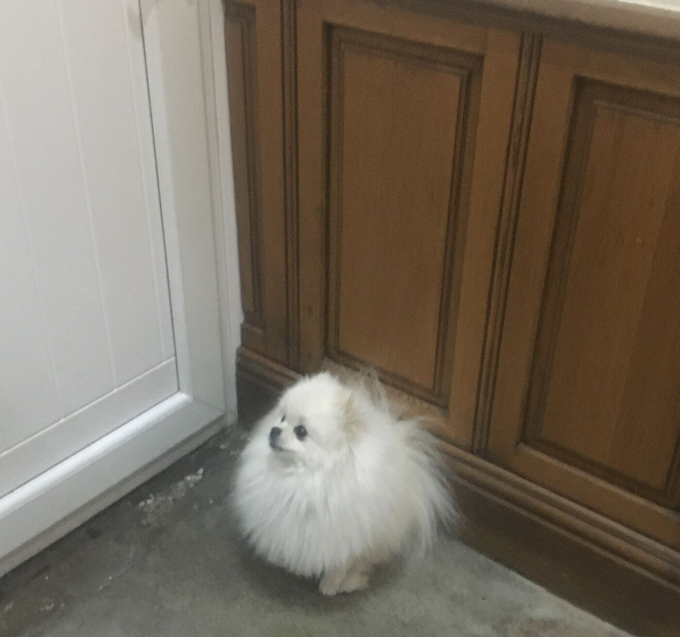 Boss from above showing his full white coat