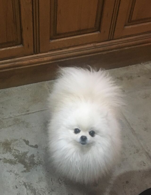 Boss looking up at the camera