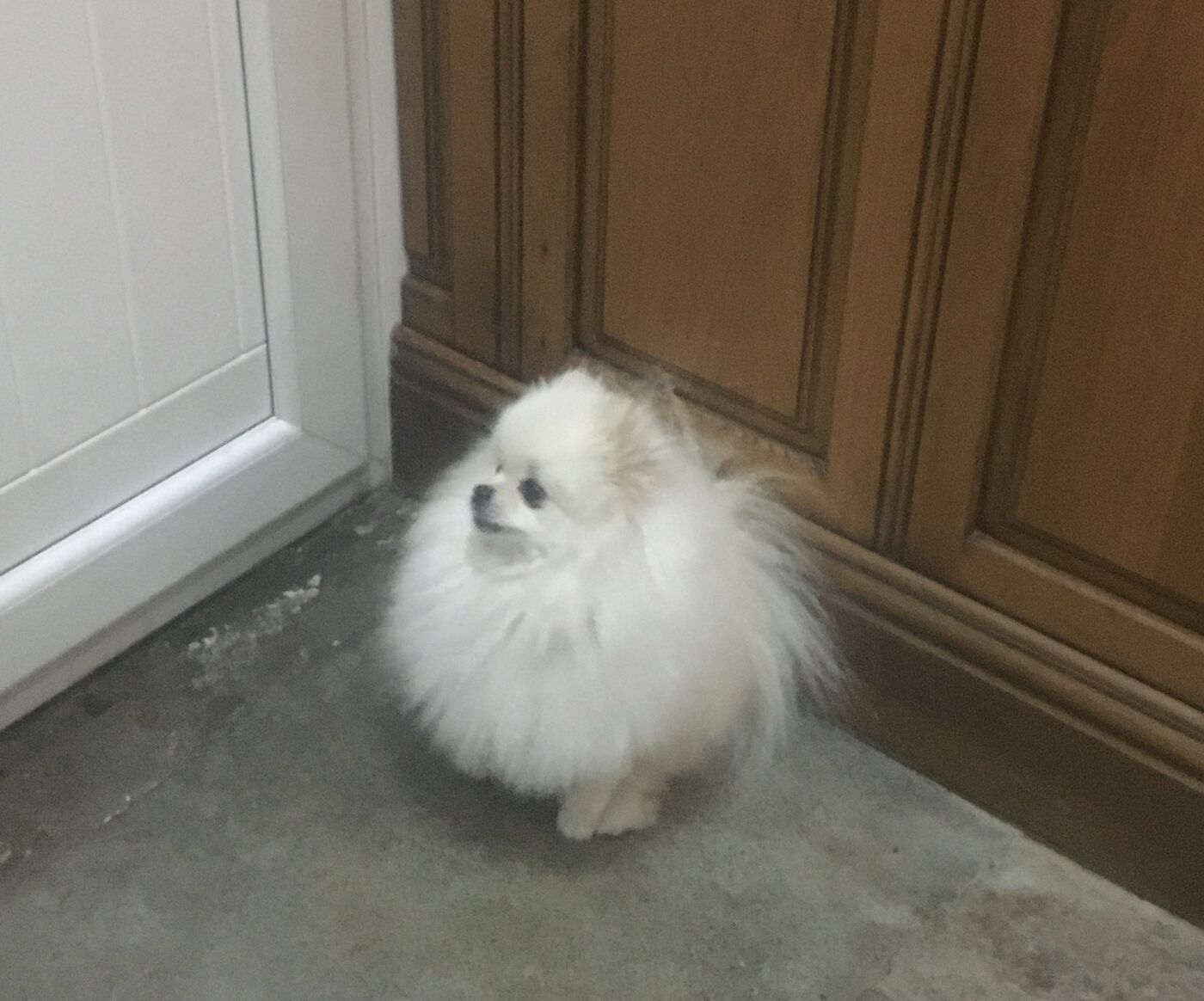 Boss, a tiny white Pomeranian, sitting and looking to the side