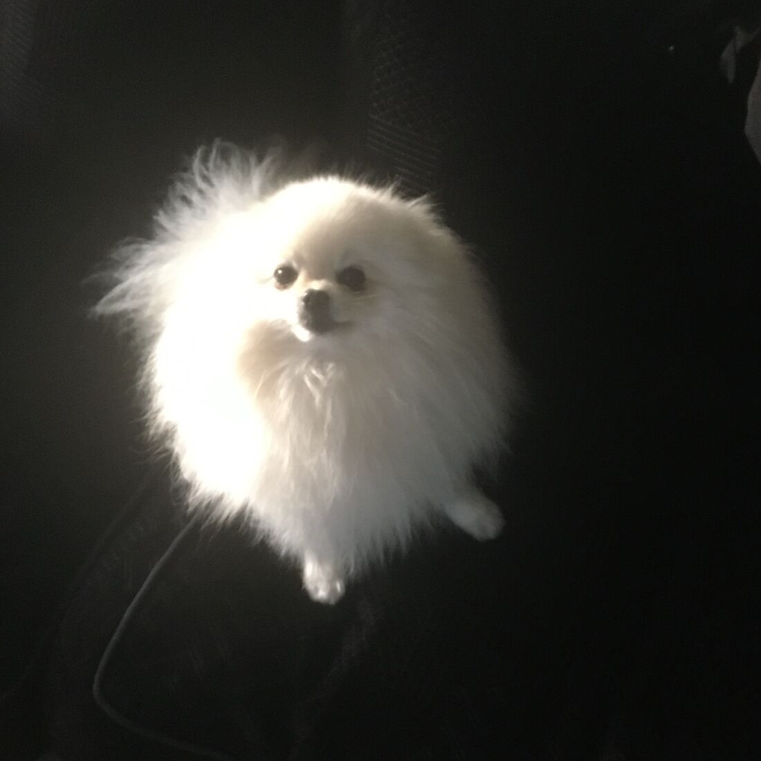 Boss sitting on a dark sofa, his white coat lit by the sun