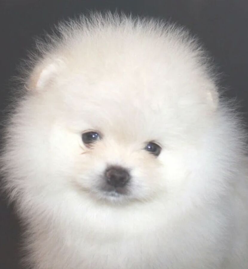 Close-up of a fluffy white Pomeranian puppy face