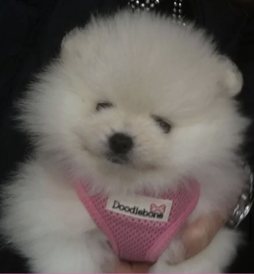 White Pomeranian puppy wearing a pink harness