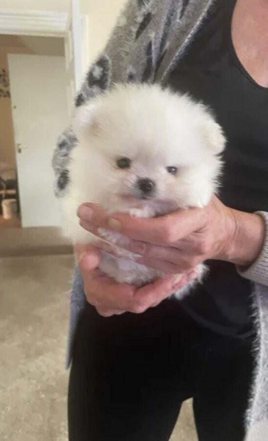 Tiny white Pomeranian puppy held in two hands