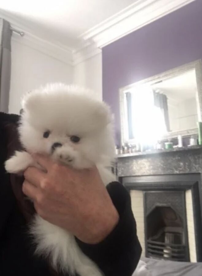 White Pomeranian puppy held up in a bedroom